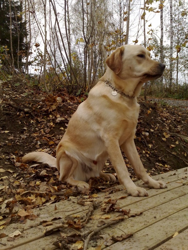 Labrador sittende på benk