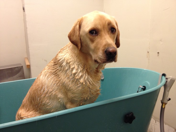 Gul labrador i hundebadekar